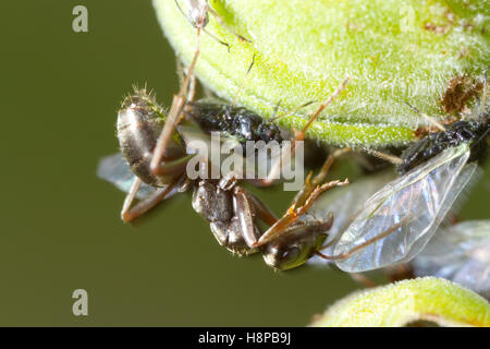 Ameise Formica Lemani Erwachsene Arbeitnehmer tendenziell Blattläuse. Powys, Wales. Juni. Stockfoto