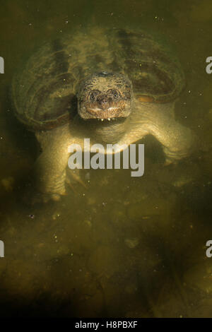 Schnappschildkröte Chelydra Serpentina, Essen weiß crappie Stockfoto