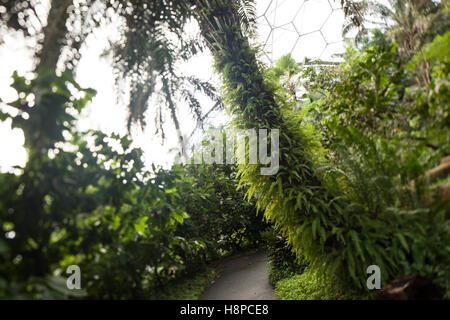 Das Eden Project, Rainforest Biome. Stockfoto