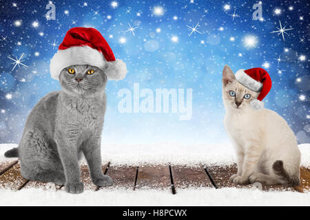 Weihnachten Xmas Hintergrund mit 2 süße Kätzchen Katze Haustier mit Weihnachtsmütze auf verschneiten Holzbohlen vor blaue Nacht Himmel Sterne und Stockfoto