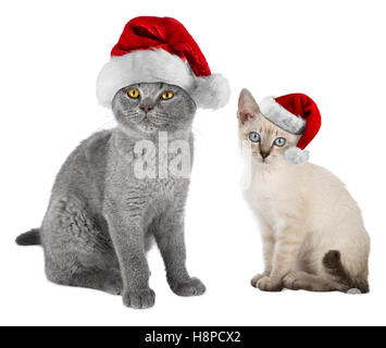 zwei Kätzchen-Britisch Kurzhaar Katzen und thai Siam mit rot weiße Weihnachten Xmas Weihnachtsmütze isoliert auf weißem Hintergrund Stockfoto