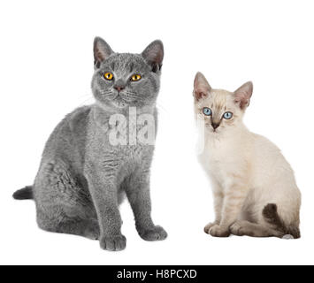 zwei niedliche Kätzchen Katzen blau british kurzhaar und thai Siam zusammensitzen isolierten auf weißen Hintergrund Stockfoto