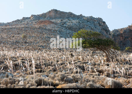 Griechenland, Kreta, Chania, Blüten der Meerzwiebel Auf der Halbinsel Akrotiri Stockfoto