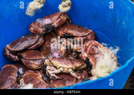 Frisch Krabben in einer blauen Eimer aufgefangen Stockfoto