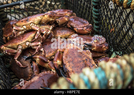 Fangfrischen Krabben in einem Fischerei-Korb Stockfoto