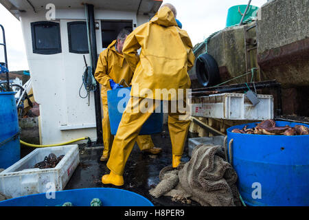 Fischer heben ihren Fang des Tages aus ihrem Boot Stockfoto