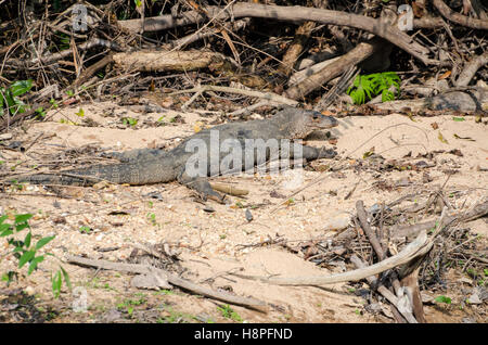 Gemeinsamen Wasser Monitor (Varanus Salvator) in Khao Nationalpark Thailand Stockfoto