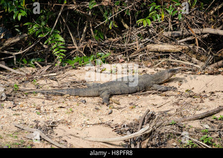 Gemeinsamen Wasser Monitor (Varanus Salvator) in Khao Nationalpark Thailand Stockfoto