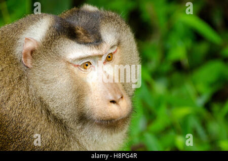 Nördlichen Schwein-tailed Macaque (Macaca Leonina) in Khao Yai Nationalpark Thailand Stockfoto