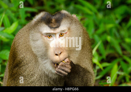 Nördlichen Schwein-tailed Macaque (Macaca Leonina) in Khao Yai Nationalpark Thailand Stockfoto