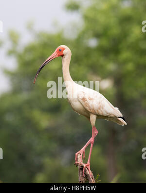 Weißer Ibis (Eudocimus Albus) Haken in Louisiana Bayou gehockt Stockfoto