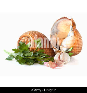 Riesige Tun Schnecken isoliert Stockfoto