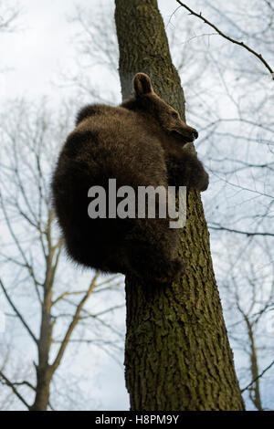 Europäischer Braunbär / Europaeischer Braunbaer (Ursus Arctos) auf einen Baum klettern sieht ängstlich, lustige Sicht komisch. Stockfoto