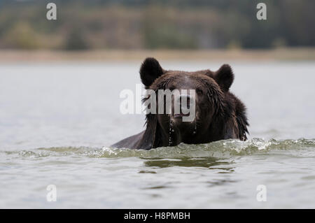 Eurasische Braunbär / Europaeischer Braunbaer (Ursus Arctos) läuft durch tiefes Wasser nahe, Erwachsener, frontale Aufnahme kommt. Stockfoto