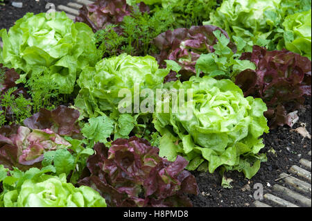 Salat Stockfoto