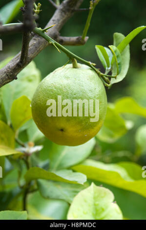 Unreife Zitrone am Baum Stockfoto