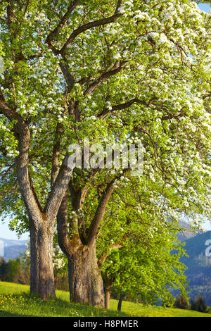 Blühende Zeile der Birnenbäume in Region Mostviertel, Niederösterreich, Österreich Stockfoto
