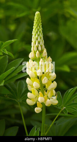 Weiße Lupine (Lupinus Polyphyllus) Stockfoto