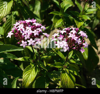 Ägyptische Starcluster (Pentas Lanceolata) Stockfoto