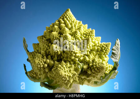 Romanesco Brokkoli oder Roman Cauliflower (Brassica Oleracea) Stockfoto