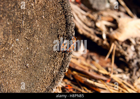 Kolonie der Leuchtkäfer, auch bekannt als Pyrrhocoris Apterus auf einem Baumstamm, Moos und Pilze wachsen auf dem alten Baum. Stockfoto