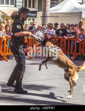 K9 Medikament Erkennung Hund öffentliche Ausstellung Stockfoto