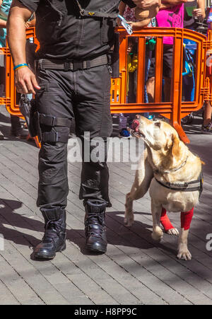 K9 Medikament Erkennung Hund öffentliche Ausstellung Stockfoto