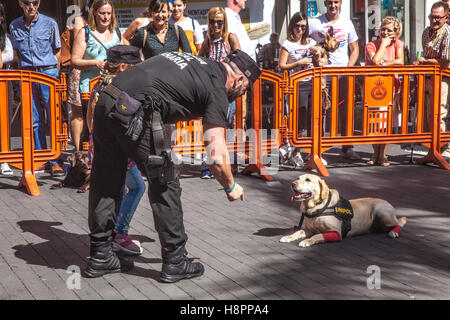 K9 Medikament Erkennung Hund öffentliche Ausstellung Stockfoto