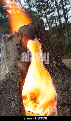 Heißes Feuer brennt in und aus einem hohlen Baumstumpf Stockfoto