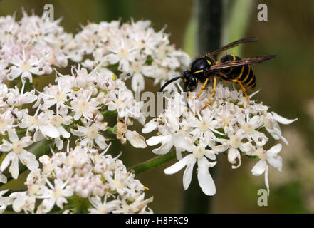 Ein Arbeitnehmer, der mittlere Wespe (Dolichovespula media) der Nahrungssuche auf einer Kuh Petersilie (Anthriscus sylvestris) Blütenstand. Bedgebury Wald, Kent, Großbritannien. Stockfoto