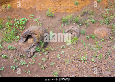 Nahe dem Dorf von nassen Olhovka Kotovo Bezirk, Volgog wurden drei Steinbildung, ähnlich wie eine Form der Dinosauriereier gefunden Stockfoto