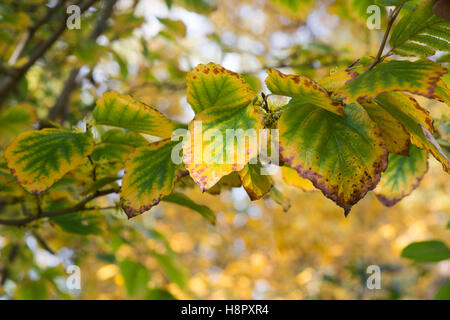 Hamamelis x Intermedia Pallida. Hamamelis 'Pallida' verlässt Farbwechsel im Herbst. UK Stockfoto