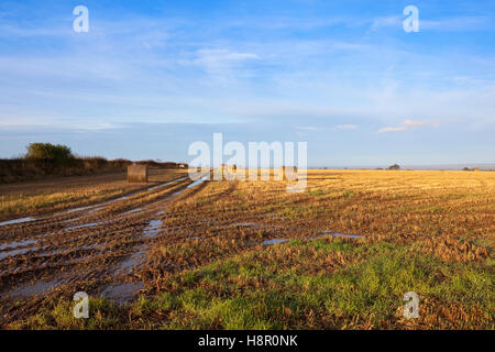 Eine schlammige Herbst Stoppelfeld mit Reifenspuren und Stroh Rundballen auf die Yorkshire Wolds. Stockfoto