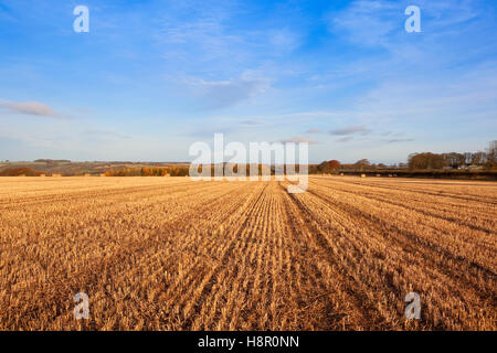 Goldene Stoppelfeld im Herbst mit roten und goldenen Bäumen in der malerischen Landschaft der Yorkshire Wolds. Stockfoto