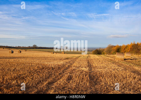 Bunte Herbstlandschaft mit goldenen Stoppelfeldern und Herbst Bäume auf die Yorkshire Wolds. Stockfoto