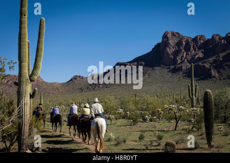 Reiter auf dem Pferderücken von einer klassischen Dude Ranch folgen einem malerischen Wüstenpfad durch die raue Schönheit des Saguaro National Forest in der Nähe von Tucson, Arizona. Stockfoto