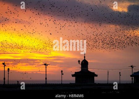 Blackpool, Lancashire, UK Wetter. 15. November 2016. Farbenfrohen Sonnenuntergang mit Stare kommen, um über die mehr als Schlafplatz Nordpier. Am späten Abend Nebel bilden nach Temperaturen während des Tages von 16 ° c, mit Temperaturen bis 6 C als Nordwinde fallen voraussichtlich werden voraussichtlich in fegen. Bildnachweis: MediaworldImages/Alamy Live-Nachrichten Stockfoto