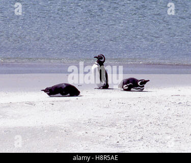 7. Februar 2003 - Falkland-Inseln - ein Trio von Magellan-Pinguine (Spheniscus Magellanicus) am Strand von Gypsy Cove in der Nähe von Port Stanley auf den Falklandinseln. (Kredit-Bild: © Arnold Drapkin über ZUMA Draht) Stockfoto