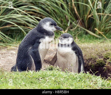 Gypsy Cove, Falkland-Inseln. 7. Februar 2003. Ein paar der Magellan-Pinguine (Spheniscus Magellanicus) oberhalb des Strandes Gypsy Cove in der Nähe von Port Stanley auf den Falklandinseln, ein Gebiet von Touristen frequentiert. © Arnold Drapkin/ZUMA Draht/Alamy Live-Nachrichten Stockfoto