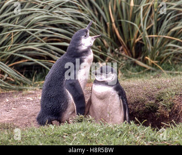 Gypsy Cove, Falkland-Inseln. 7. Februar 2003. Ein paar der Magellan-Pinguine (Spheniscus Magellanicus) oberhalb des Strandes Gypsy Cove in der Nähe von Port Stanley auf den Falklandinseln, ein Gebiet von Touristen frequentiert. © Arnold Drapkin/ZUMA Draht/Alamy Live-Nachrichten Stockfoto