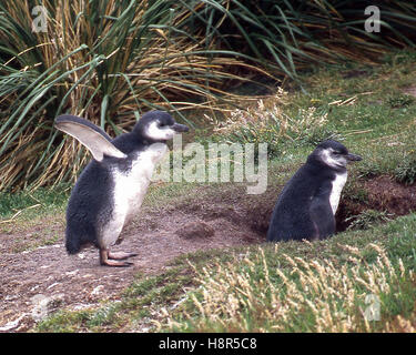 Gypsy Cove, Falkland-Inseln. 7. Februar 2003. Ein paar der Magellan-Pinguine (Spheniscus Magellanicus) oberhalb des Strandes Gypsy Cove in der Nähe von Port Stanley auf den Falklandinseln, ein Gebiet von Touristen frequentiert. © Arnold Drapkin/ZUMA Draht/Alamy Live-Nachrichten Stockfoto