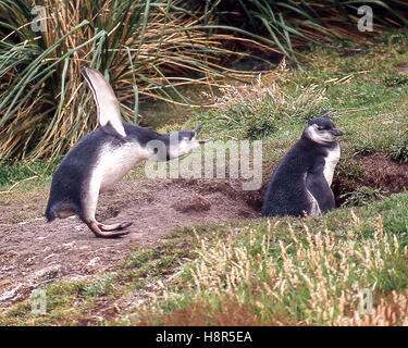 7. Februar 2003 - Gypsy Cove, Falkland-Inseln - A paar Magellan-Pinguine (Spheniscus Magellanicus) oberhalb des Strandes Gypsy Cove in der Nähe von Port Stanley auf den Falklandinseln, ein Gebiet von Touristen frequentiert. (Kredit-Bild: © Arnold Drapkin über ZUMA Draht) Stockfoto