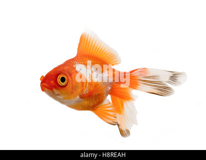 Oranda Goldfisch auf weißem Hintergrund Stockfoto