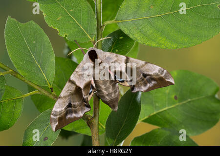 Abend-Pfauenauge, Smerinthus Ocellata, Abendpfauenauge, Smerinthus Ocellatus, Eyed Hawk-Moth, Eyed Hawkmoth, Le Sphinx Demi-paon Stockfoto