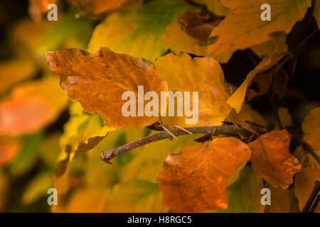 Im Herbst farbige Blätter der Rotbuche, Fagus Sylvatica. Stockfoto