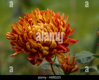 Chrysantheme Lilian Shoesmith, ein "late Intermediate' Mopp-kopf Sorte, die Blüte im Herbst und Winter in Devon Stockfoto