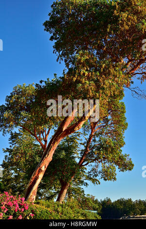 Ein vertikales Bild eine pazifische Madrone, Arbutus Baum (Arbutus Menzeisii) Stockfoto