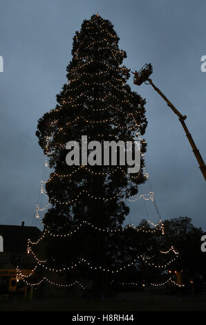 Arbeiter überprüfen Sie die LEDs auf Großbritanniens größte lebende Weihnachtsbaum, eines riesigen Redwood ca. 110ft hoch, wie es bei Wakehurst in West Sussex dekoriert ist. Stockfoto