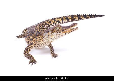 Kubanische Krokodil Crocodylus rhombifer Stockfoto