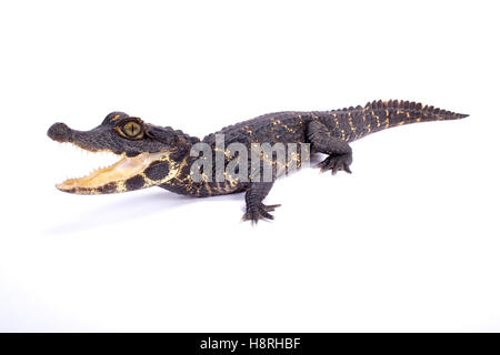 Zwerg-Krokodil, Osteolaemus tetraspis Stockfoto